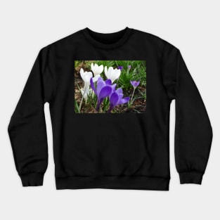 Spring Crocus - white and purple Crewneck Sweatshirt
